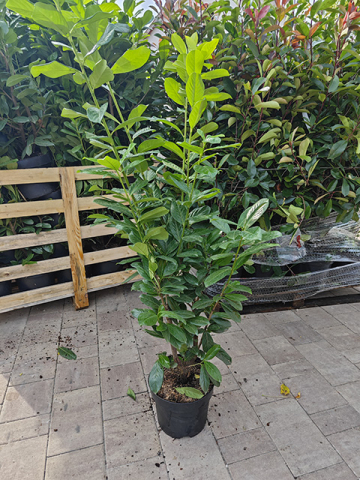 https://webplant.hu/files/menus/305/tn_20241009065556_img_20240926_111826.jpg