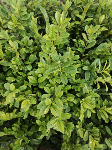 https://webplant.hu/files/menus/305/tn_20250313111602_img_20250310_170235.jpg