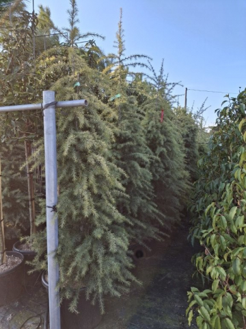 https://webplant.hu/files/menus/328/tn_20250304091809_aurea.jpg
