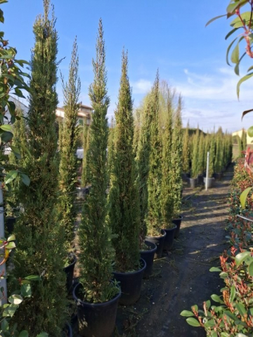 https://webplant.hu/files/menus/328/tn_20250304091813_pyramidalis_clt.jpg