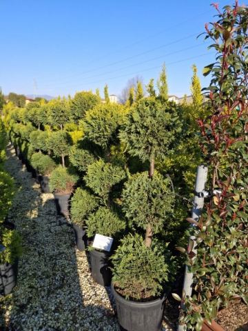 https://webplant.hu/files/menus/328/tn_20250304091817_leylandii_cwg_co_25_h_125_3_balls.jpg