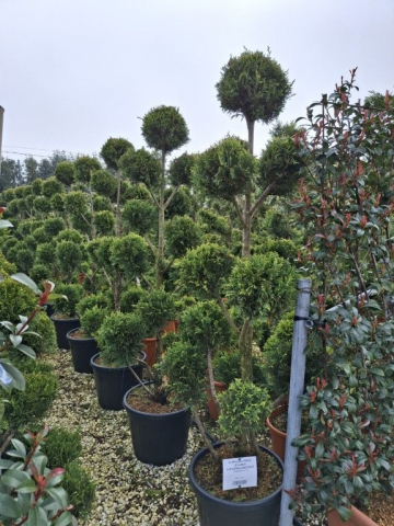 https://webplant.hu/files/menus/328/tn_20250304091823_leylandii_cwg_co_35_ponpon.jpg