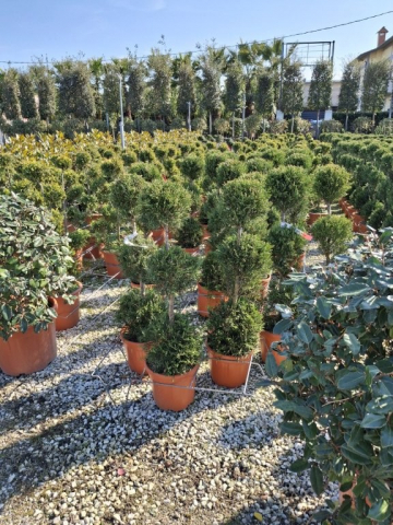 https://webplant.hu/files/menus/328/tn_20250304091832_leylandii_cwg_rco10_3_balls.jpg