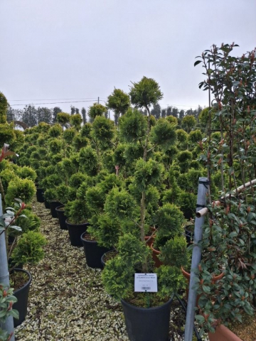 https://webplant.hu/files/menus/328/tn_20250304091838_leylandii_gold_rider_co_30_ponpon_2.jpg