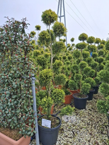 https://webplant.hu/files/menus/328/tn_20250304091841_leylandii_gold_rider_co_35_ponpon_extra.jpg