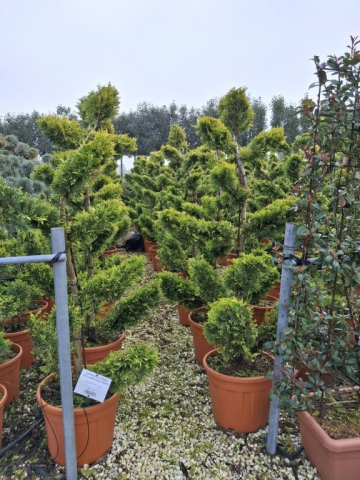 https://webplant.hu/files/menus/328/tn_20250304091847_leylandii_gold_rider_rco_35_not_straight.jpg