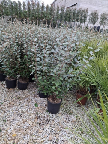 https://webplant.hu/files/menus/328/tn_20250304091851_eleagnus_ebbingei_clt_9.jpg