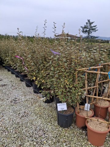 https://webplant.hu/files/menus/328/tn_20250304091906_eleagnus_viveleg_clt_18.jpg