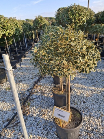 https://webplant.hu/files/menus/328/tn_20250304091915_variegato_co_20_1-4stem.jpg
