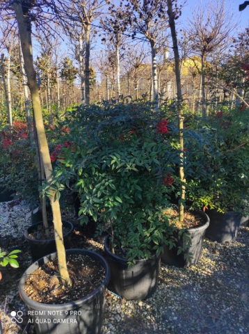 https://webplant.hu/files/menus/328/tn_20250304091943_nandina_domestica_co_35.jpg
