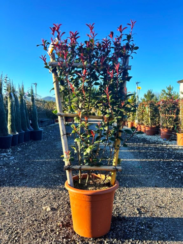 https://webplant.hu/files/menus/328/tn_20250304091949_photinia_compacta_frame_80x40.jpg