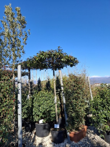 https://webplant.hu/files/menus/328/tn_20250304091958_robin_std_roof.jpg