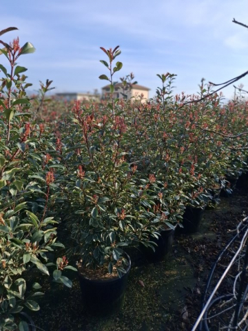 https://webplant.hu/files/menus/328/tn_20250304092022_photinia_pink_marble_clt_30_100-125.jpg