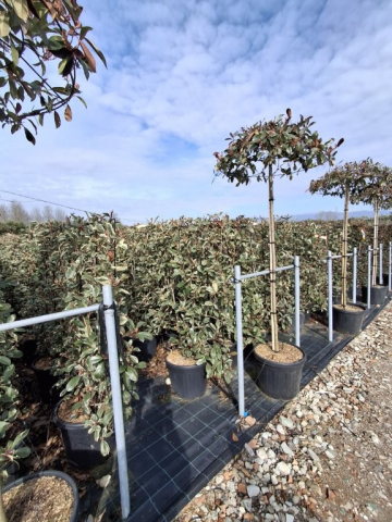 https://webplant.hu/files/menus/328/tn_20250304092025_photinia_pink_marble_clt_35_120x80_frame.jpg