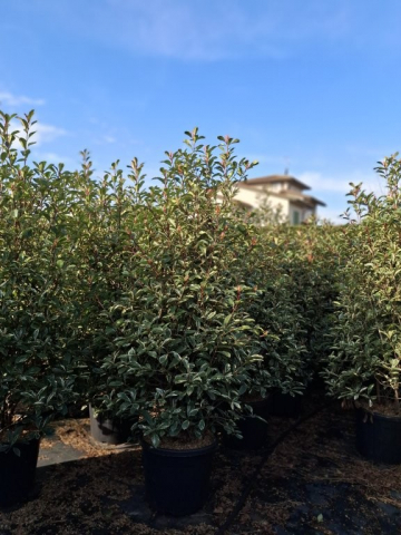 https://webplant.hu/files/menus/328/tn_20250304092028_photinia_pink_marble_clt_55_200.jpg