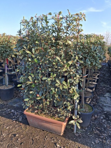 https://webplant.hu/files/menus/328/tn_20250304092031_photinia_pink_marble_jardinier_60x30_fra.jpg