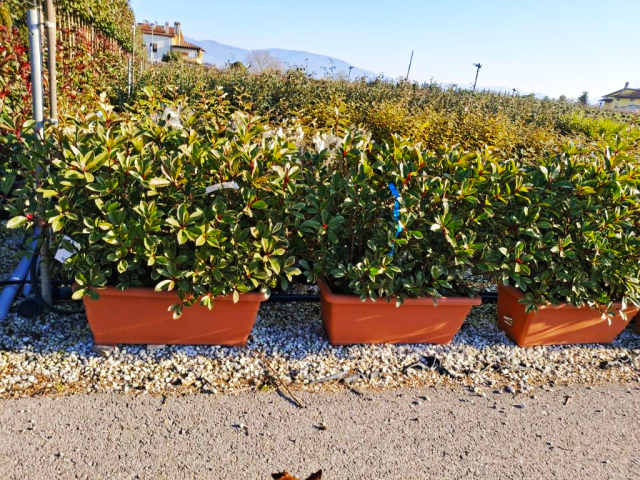 https://webplant.hu/files/menus/328/tn_20250304092034_photinia_pink_marble_jardinier_80x40_hed.jpg