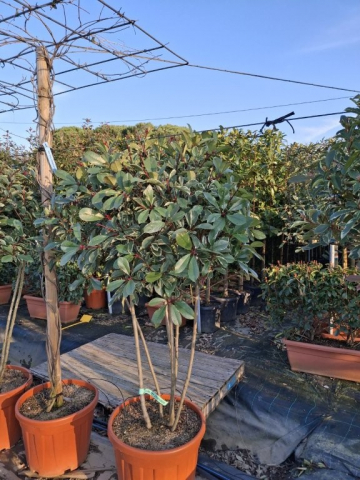 https://webplant.hu/files/menus/328/tn_20250304092040_photinia_pink_marble_rco_55_multistem.jpg