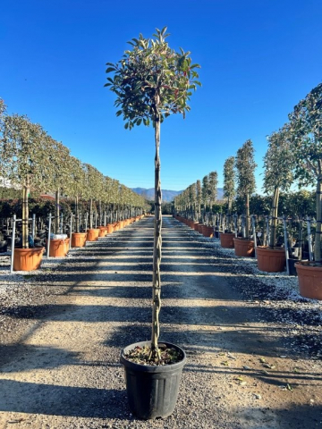https://webplant.hu/files/menus/328/tn_20250304092042_photinia_pink_marble_twisted_stem.jpg