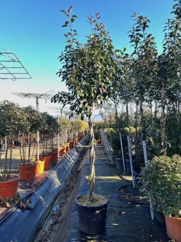 https://webplant.hu/files/menus/328/tn_20250304092045_photinia_red_robin_twisted_stem.jpg
