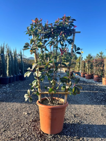 https://webplant.hu/files/menus/328/tn_20250304092048_photinia_red_robin_frame_80x40.jpg