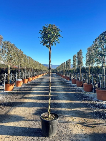 https://webplant.hu/files/menus/328/tn_20250304092051_photinia_red_robin_twisted_stem.jpg