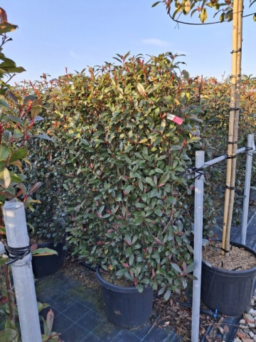 https://webplant.hu/files/menus/328/tn_20250304092054_photinia_rob_compacta_co_45_frame_150x10.jpg