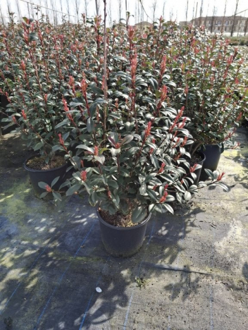 https://webplant.hu/files/menus/328/tn_20250304092100_compacta_clt_18.jpg