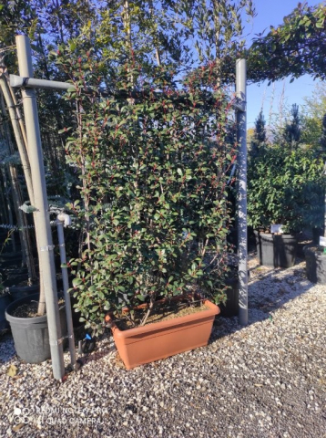 https://webplant.hu/files/menus/328/tn_20250304092106_compacta_jardinier_60x30.jpg
