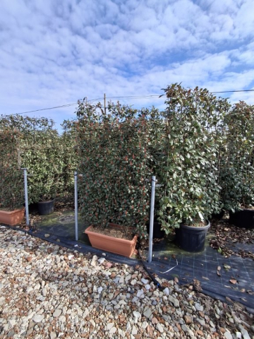 https://webplant.hu/files/menus/328/tn_20250304092109_compacta_jardinier.jpg