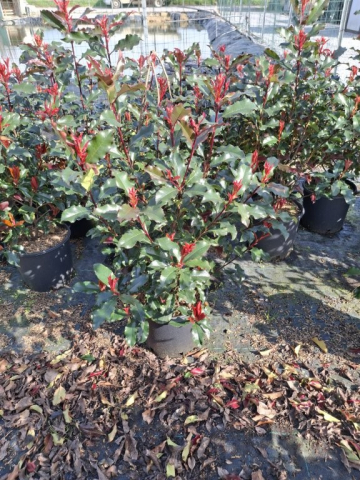 https://webplant.hu/files/menus/328/tn_20250304092115_photinia_volcano_clt_9.jpg