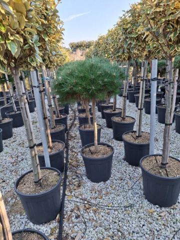 https://webplant.hu/files/menus/328/tn_20250304092121_pinus_brevifolia_co_18_1-4stem.jpg