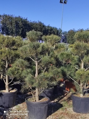 https://webplant.hu/files/menus/328/tn_20250304092124_pinus_strobus_co_70_ponpon.jpg