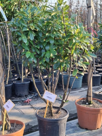 https://webplant.hu/files/menus/328/tn_20250304092133_novita_co_45_multistem.jpg